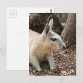Wallaby-profiel Briefkaart (Voorkant / Achterkant)