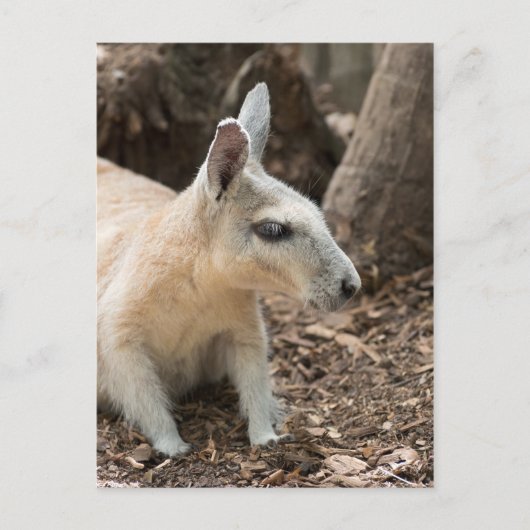 Wallaby-profiel Briefkaart (Voorkant)