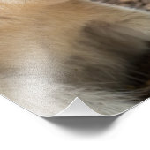 Wallaby-profiel Foto Afdruk (Hoek)