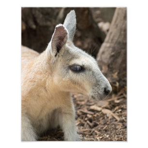 Wallaby-profiel Foto Afdruk