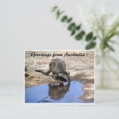 wallaby reflectiegroeten briefkaart (Staand voorkant)