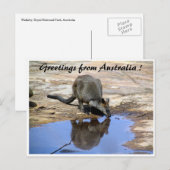 wallaby reflectiegroeten briefkaart (Voorkant / Achterkant)