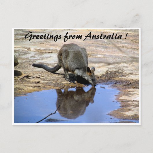 wallaby reflectiegroeten briefkaart (Voorkant)