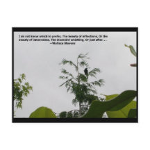 Wallace Stevens Quote