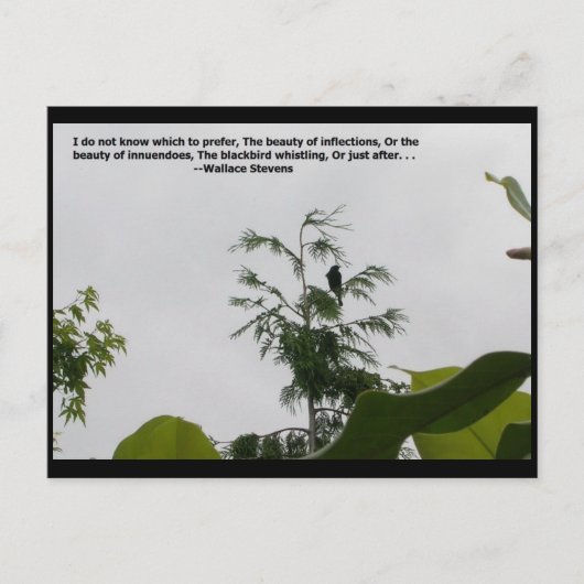 Wallace Stevens Quote Briefkaart (Voorkant)