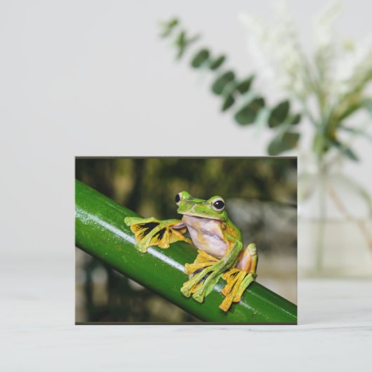 Wallace's Flying Frog, a/k/a Parachute Frog Briefkaart (Staand voorkant)