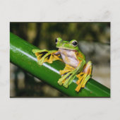 Wallace's Flying Frog, a/k/a Parachute Frog Briefkaart (Voorkant)