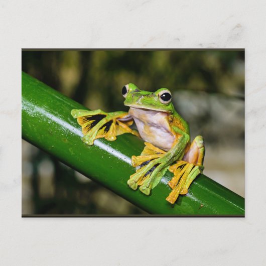 Wallace's Flying Frog, a/k/a Parachute Frog Briefkaart (Voorkant)