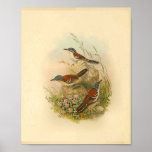 Wallace's Todopsis Wren Brown Bird  Print