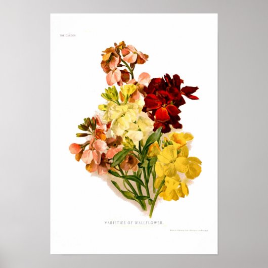 Wallbloemen Poster (Voorkant)