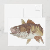 Walleye Briefkaart (Voorkant / Achterkant)