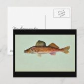 Walleye Briefkaart (Voorkant / Achterkant)