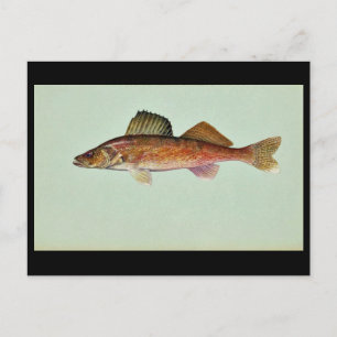 Walleye Briefkaart