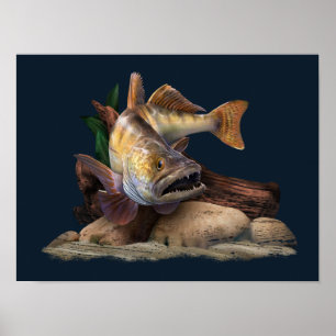 Walleye Gevist illustratie, Walleye Visser Poster