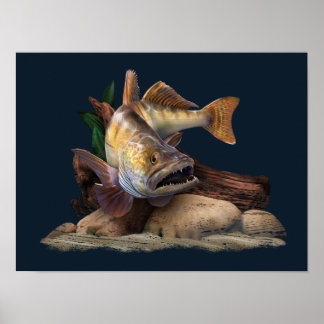 Walleye Gevist illustratie, Walleye Visser Poster