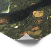 Walleye in Tank Photo Poster (Hoek)