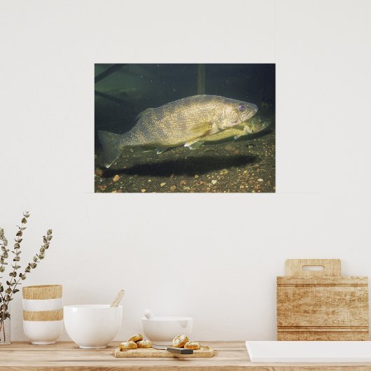 Walleye in Tank Photo Poster (Keuken)