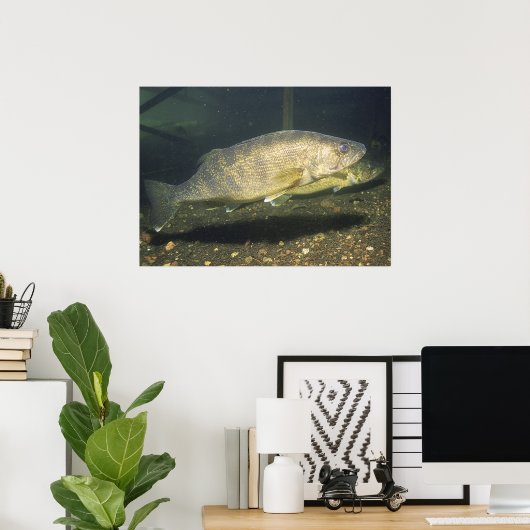 Walleye in Tank Print (Thuiskantoor)