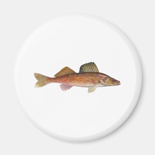 Walleye Magneet (Voorkant)