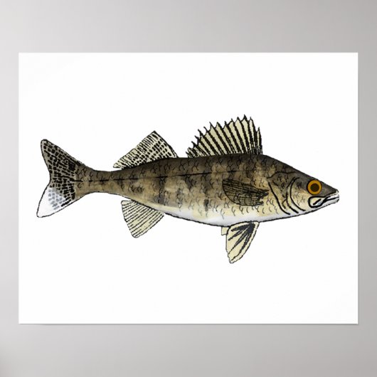 Walleye Poster (Voorkant)