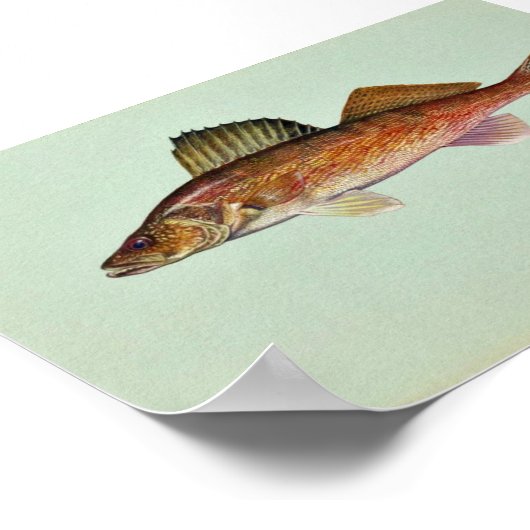 Walleye Poster (Hoek)
