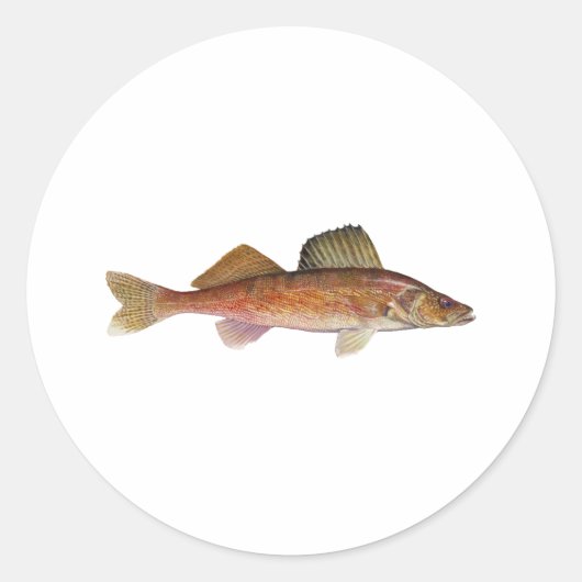 Walleye Ronde Sticker (Voorkant)