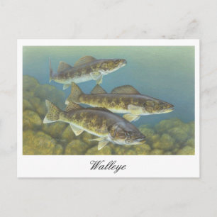 Walleye Schilderij Briefkaart