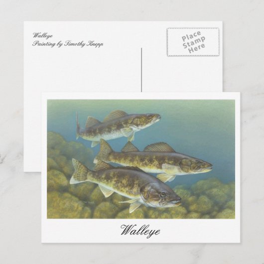 Walleye Schilderij Briefkaart (Voorkant / Achterkant)