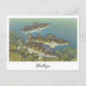 Walleye Schilderij Briefkaart (Voorkant)