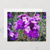 Wallflower Bowles Mauve #1 Briefkaart (Voorkant / Achterkant)