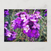 Wallflower Bowles Mauve #1 Briefkaart (Voorkant)