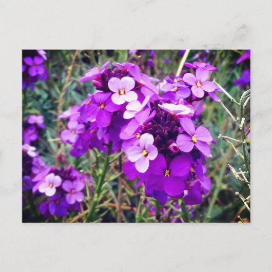 Wallflower Bowles Mauve #1 Briefkaart (Voorkant)
