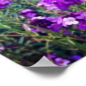 Wallflower Bowles Mauve #1 Poster (Hoek)