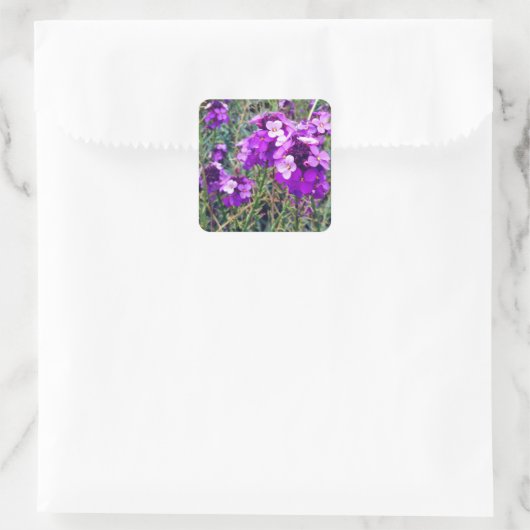 Wallflower Bowles Mauve #1 Sticker (Tas)