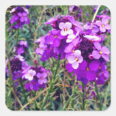 Wallflower Bowles Mauve #1 Sticker (Voorkant)