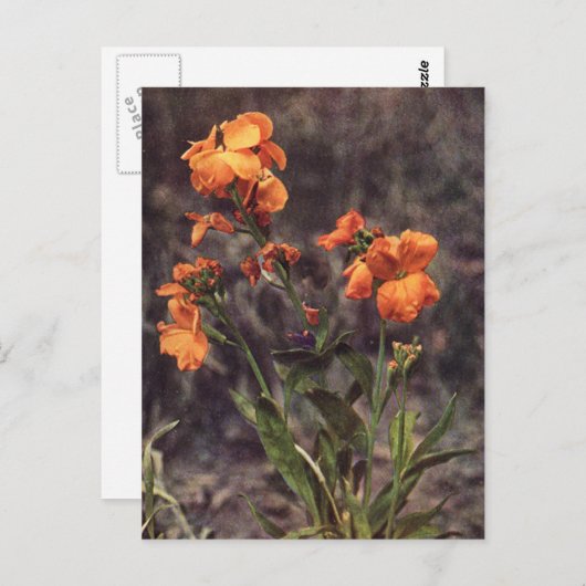 Wallflower Wilde Briefkaart (Voorkant / Achterkant)