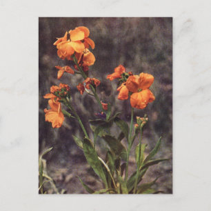 Wallflower Wilde Briefkaart