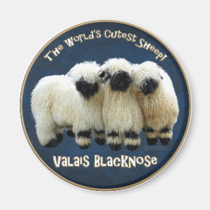 Wallis Blacknose - 's Werelds schattigste schaap! Magneet