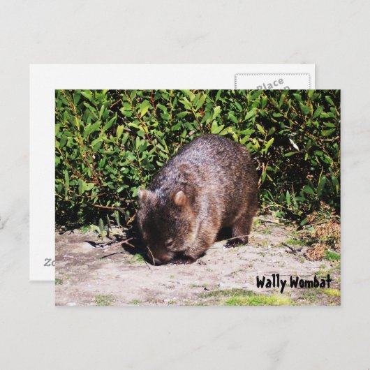 Wally Wombat Briefkaart (Voorkant / Achterkant)