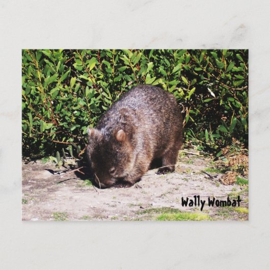 Wally Wombat Briefkaart (Voorkant)