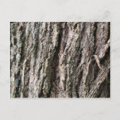 Walnoenschors Briefkaart (Voorkant)