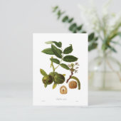 Walnoot Briefkaart (Staand voorkant)