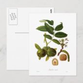 Walnoot Briefkaart (Voorkant / Achterkant)