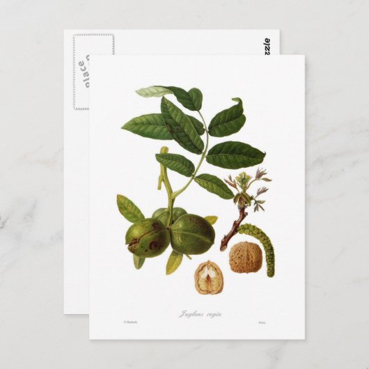 Walnoot Briefkaart (Voorkant / Achterkant)