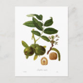 Walnoot Briefkaart (Voorkant)