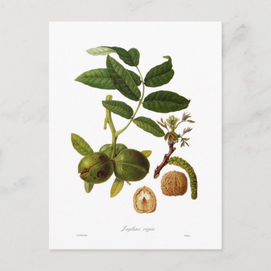 Walnoot Briefkaart (Voorkant)