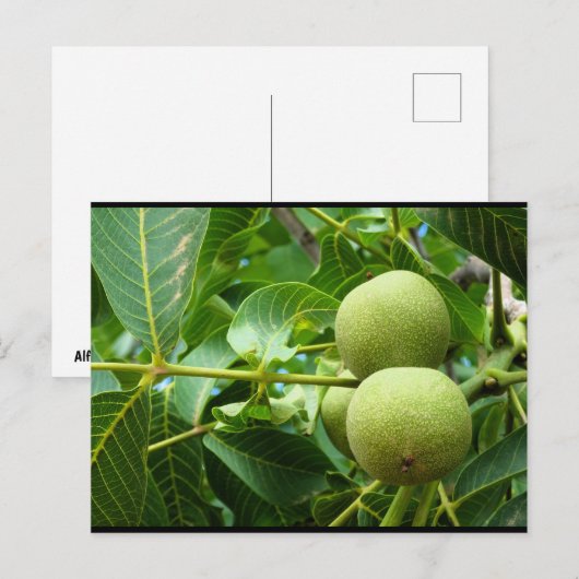 Walnoten in groen blad briefkaart (Voorkant / Achterkant)