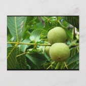 Walnoten in groen blad briefkaart (Voorkant)