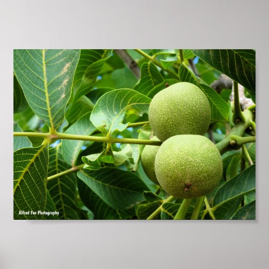 Walnoten in groen blad poster (Voorkant)