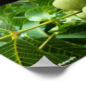 Walnoten in groen blad poster (Hoek)